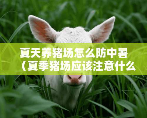 夏天养猪场怎么防中暑（夏季猪场应该注意什么）