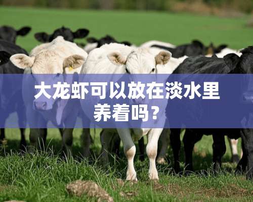 大龙虾可以放在淡水里养着吗？