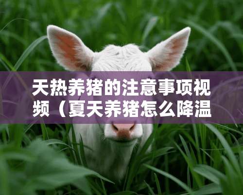 天热养猪的注意事项视频（夏天养猪怎么降温图片）