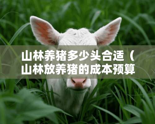 山林养猪多少头合适（山林放养猪的成本预算）