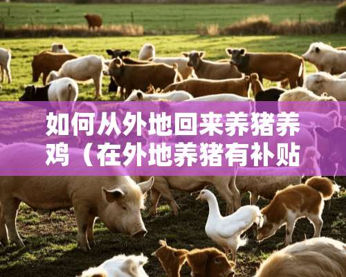 如何从外地回来养猪养鸡（在外地养猪有补贴吗）