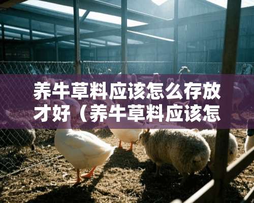 养牛草料应该怎么存放才好（养牛草料应该怎么存放才好吃）