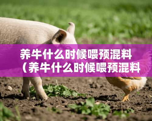 养牛什么时候喂预混料（养牛什么时候喂预混料最好）