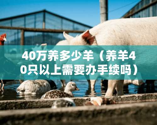 40万养多少羊（养羊40只以上需要办手续吗）