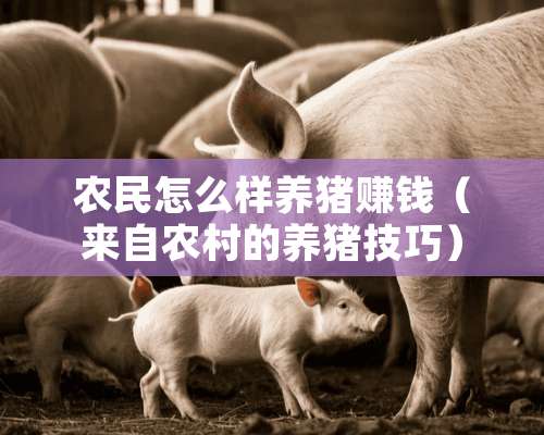 农民怎么样养猪赚钱（来自农村的养猪技巧）