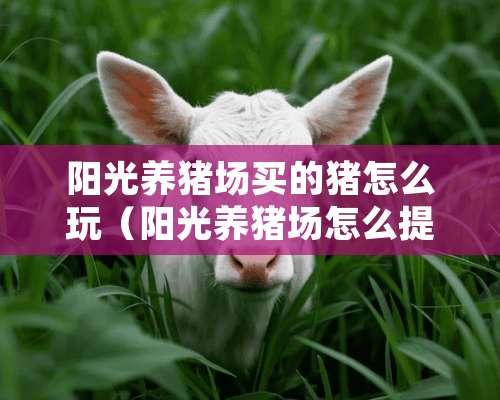 阳光养猪场买的猪怎么玩（阳光养猪场怎么提现现金）