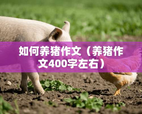 如何养猪作文（养猪作文400字左右）