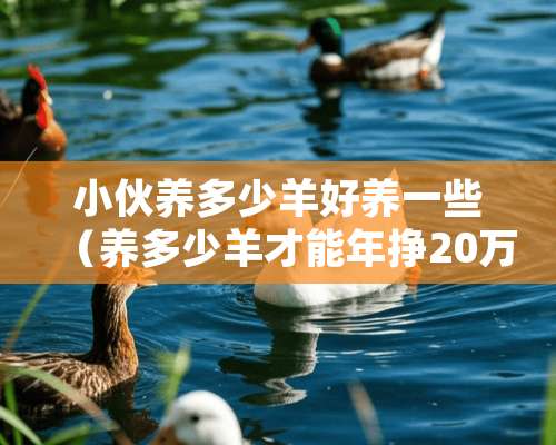 小伙养多少羊好养一些（养多少羊才能年挣20万）