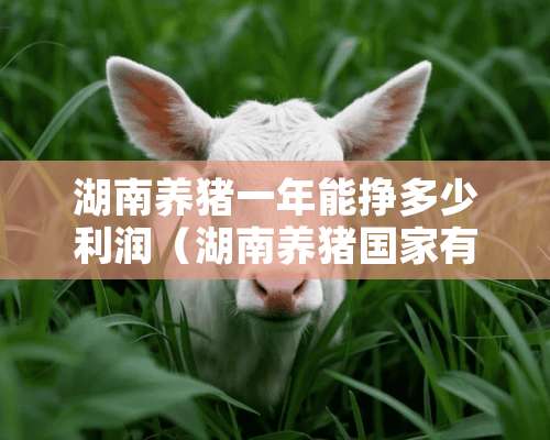 湖南养猪一年能挣多少利润（湖南养猪国家有没有补助）