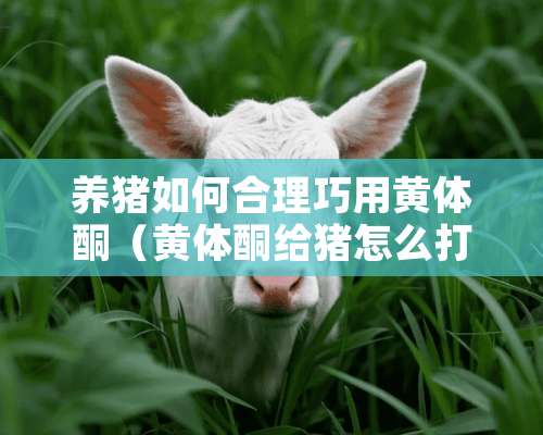 养猪如何合理巧用黄体酮（黄体酮给猪怎么打）