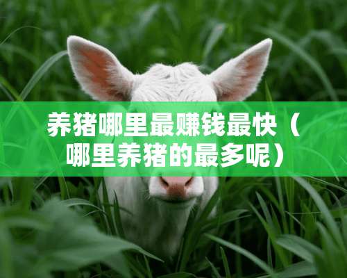 养猪哪里最赚钱最快（哪里养猪的最多呢）