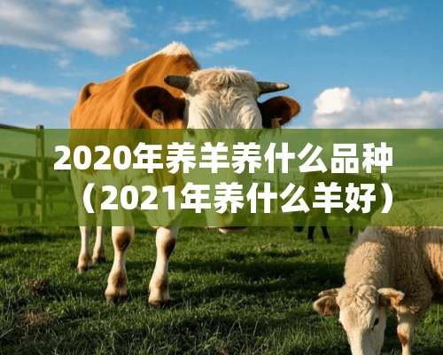 2020年养羊养什么品种（2021年养什么羊好）