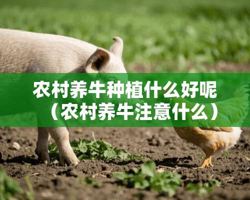 农村养牛种植什么好呢（农村养牛注意什么）