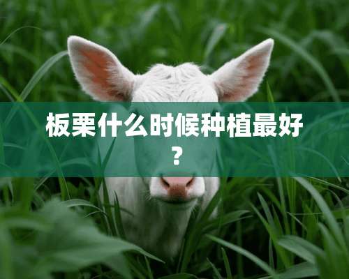 板栗什么时候种植最好？