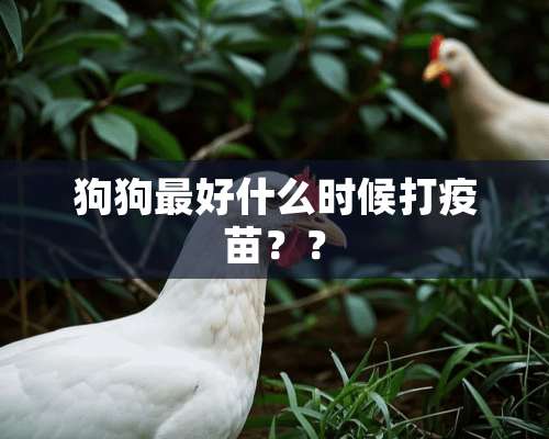 狗狗最好什么时候打**？？