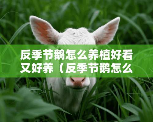 反季节鹅怎么养植好看又好养（反季节鹅怎么养植好看又好养的）