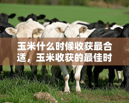 玉米什么时候收获最合适，玉米收获的最佳时期