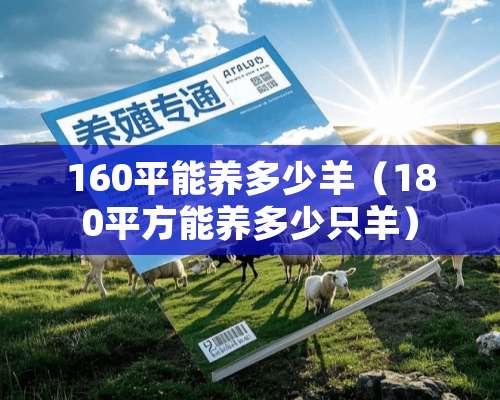 160平能养多少羊（180平方能养多少只羊）