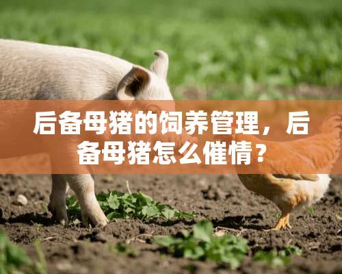 后备母猪的饲养管理，后备母猪怎么催情？