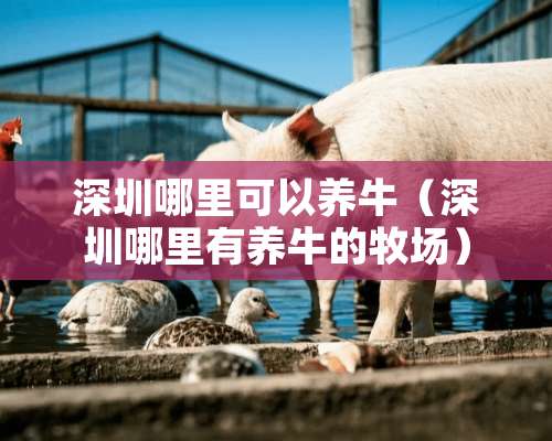 深圳哪里可以养牛（深圳哪里有养牛的牧场）