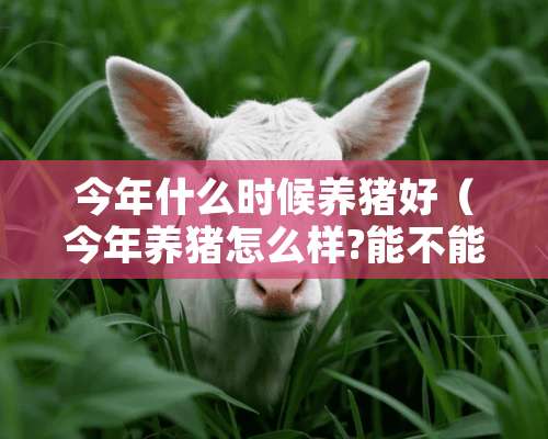 今年什么时候养猪好（今年养猪怎么样?能不能赚钱?2020）