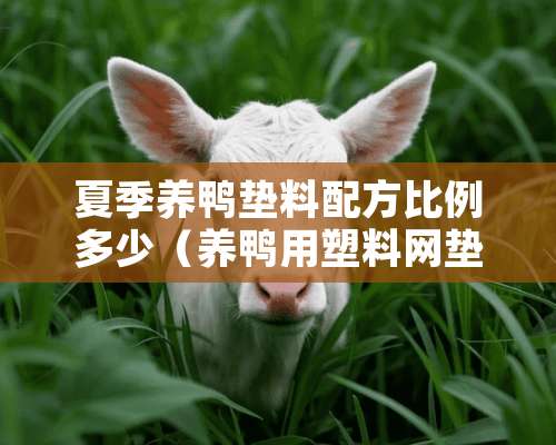 夏季养鸭垫料配方比例多少（养鸭用塑料网垫）