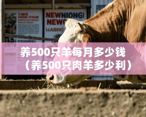 养500只羊每月多少钱（养500只**多少利）