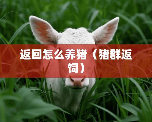 返回怎么养猪（猪群返饲）