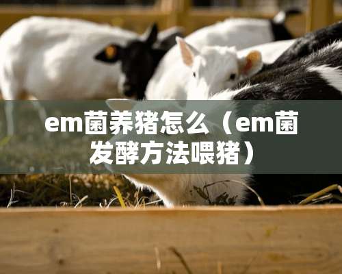 em菌养猪怎么（em菌发酵方法喂猪）