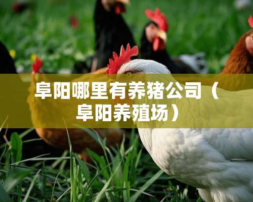 阜阳哪里有养猪公司（阜阳养殖场）