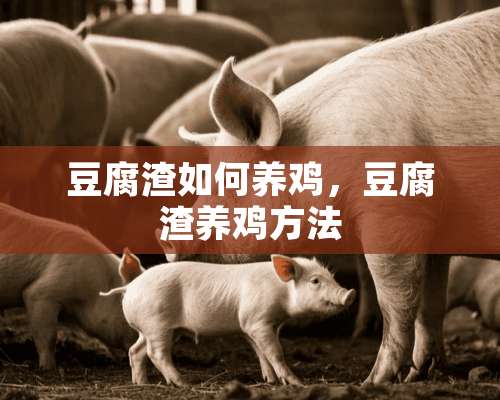 豆腐渣如何养鸡，豆腐渣养鸡方法