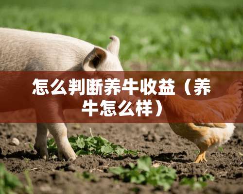 怎么判断养牛收益（养牛怎么样）