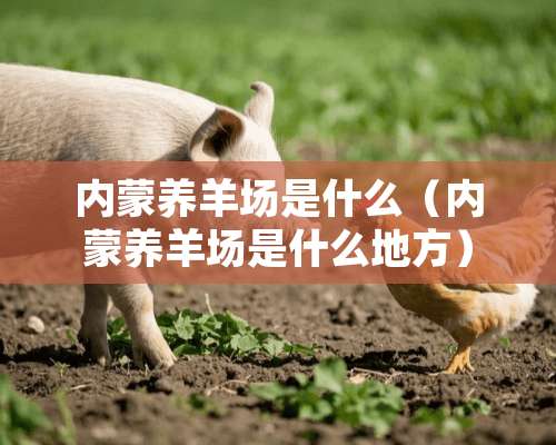 内蒙养羊场是什么（内蒙养羊场是什么地方）