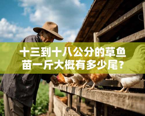 十三到十八公分的草鱼苗一斤大概有多少尾？