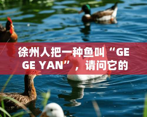 徐州人把一种鱼叫“GE GE YAN”，请问它的学名叫什么？