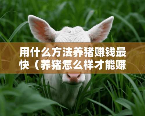 用什么方法养猪赚钱最快（养猪怎么样才能赚到钱）