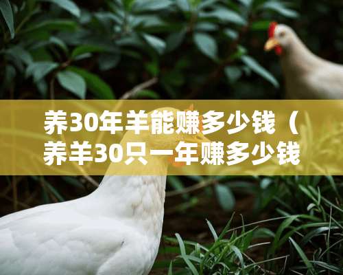 养30年羊能赚多少钱（养羊30只一年赚多少钱养羊啦）