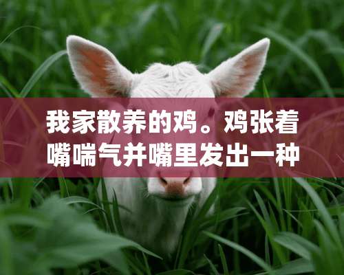 我家散养的鸡。鸡张着嘴喘气并嘴里发出一种声音(像打呼噜)这是一种什么病应该怎么治？