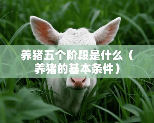 养猪五个阶段是什么（养猪的基本条件）