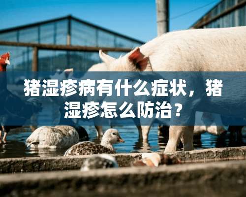 猪湿疹病有什么症状，猪湿疹怎么防治？