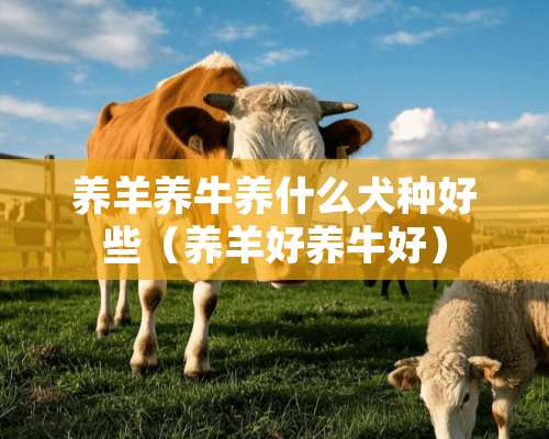 养羊养牛养什么犬种好些（养羊好养牛好）