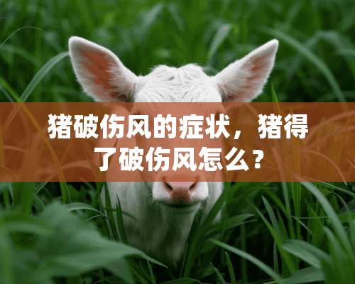 猪破伤风的症状，猪得了破伤风怎么？