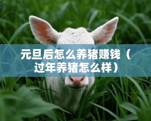 元旦后怎么养猪赚钱（过年养猪怎么样）