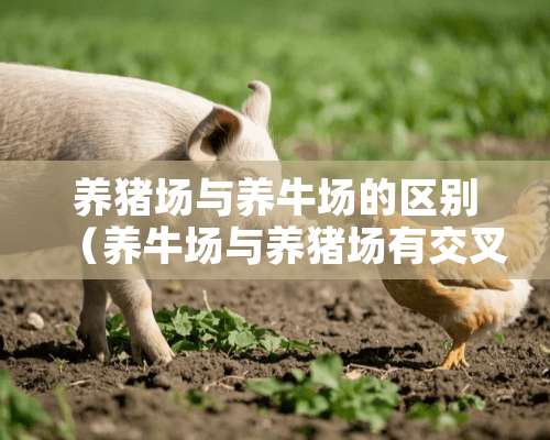 养猪场与养牛场的区别（养牛场与养猪场有交叉感染吗）