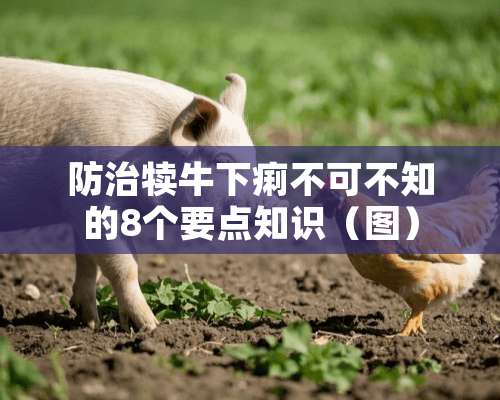 防治犊牛下痢不可不知的8个要点知识（图）