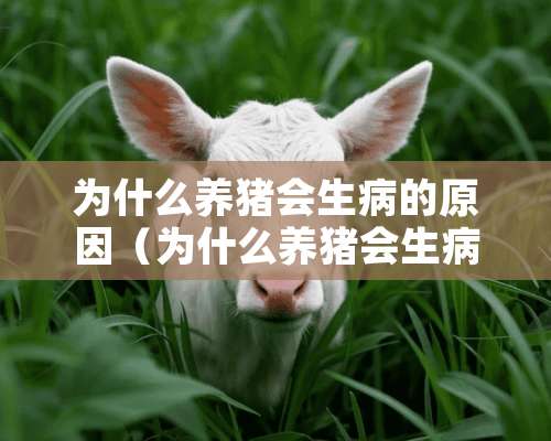 为什么养猪会生病的原因（为什么养猪会生病的原因有哪些）