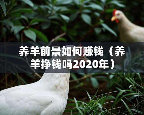 养羊前景如何赚钱（养羊挣钱吗2020年）