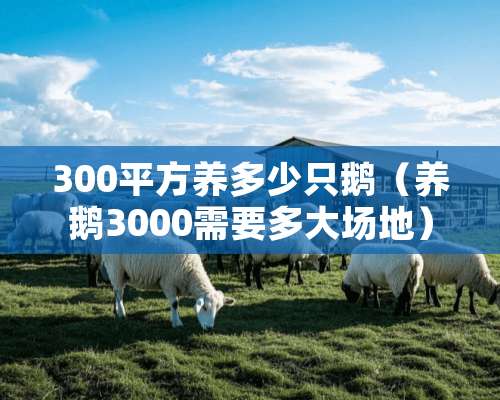 300平方养多少只鹅（养鹅3000需要多大场地）