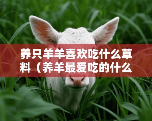 养只羊羊喜欢吃什么草料（养羊最爱吃的什么草）