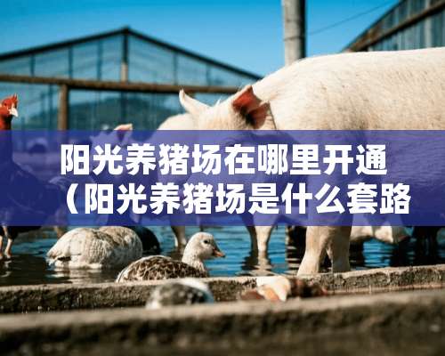 阳光养猪场在哪里开通（阳光养猪场是什么套路）